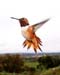 Male Rufous