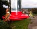 Male Rufous shares feeder with 2 Anna's