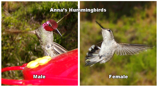 Placer County Hummingbirds animation
