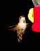 Rufous