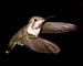 Black Chinned