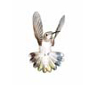 Female Anna's Hummingbird