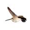 Female Black chinned Hummingbird