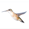Female Calliope