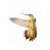 Female Rufous