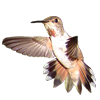 immature Rufous