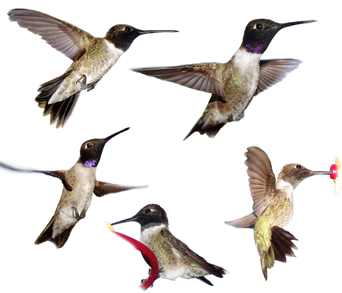 Identify Adult Male Black chinned Hummingbirds