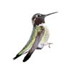 Male Anna's Hummingbird