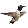 Male Black chinned