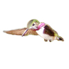 Male Calliope