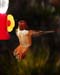 Rufous