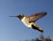 Black Chinned
