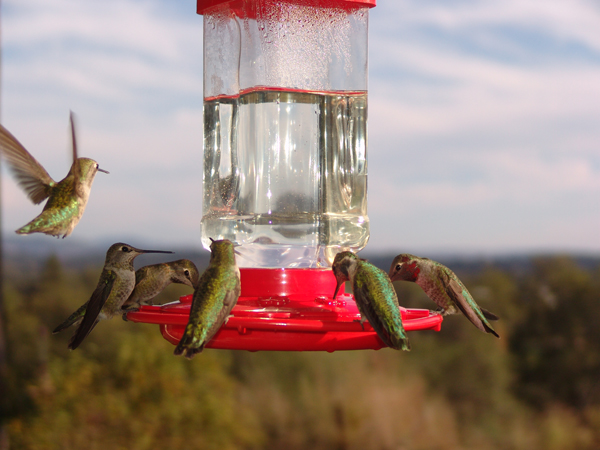 Hummingbirds swarming a feeder
