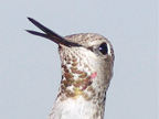Female Anna's Hummingbird