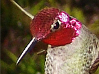 Male Anna's Hummingbird