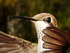 Female Black Chinned Hummingbird