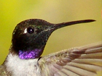 Male Black chinned Hummingbird