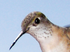Female Calliope Hummingbird
