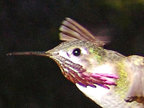 Male Calliope Hummingbird