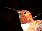 Male Rufous Hummingbird