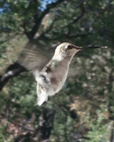 no tail feathers
