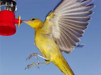 Hooded Oriole