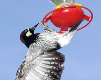Acorn Woodpecker